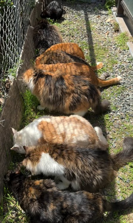 横並びになって草を食べている猫たち