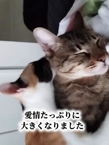 キジトラ猫の毛づくろいをする三毛猫