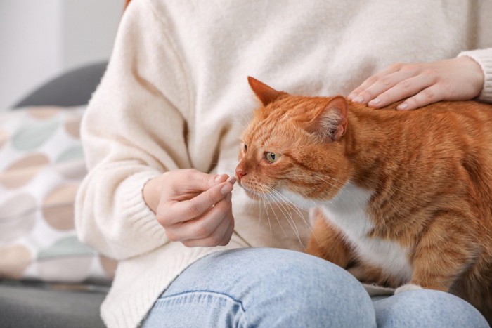 猫に薬を差し出す飼い主