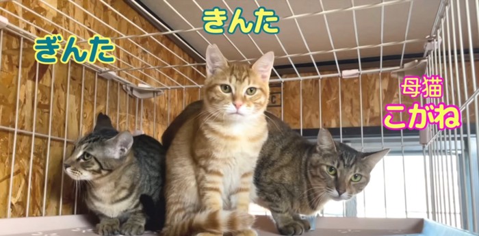 母猫と子猫2匹