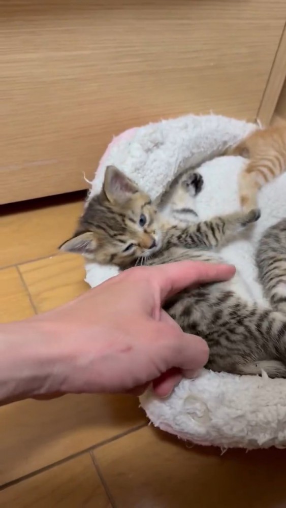 お腹を触れる子猫