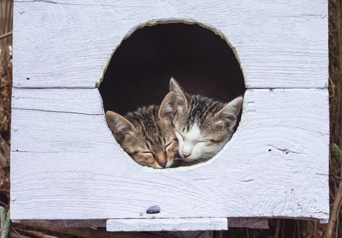 鳥の巣箱に入った子猫たち