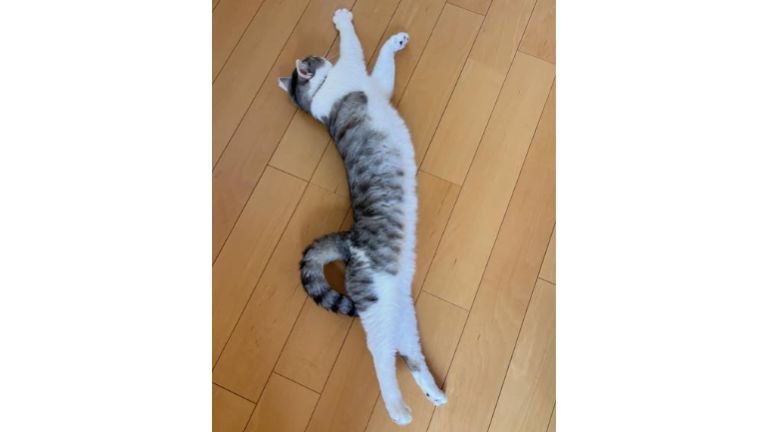 室内にいる猫
