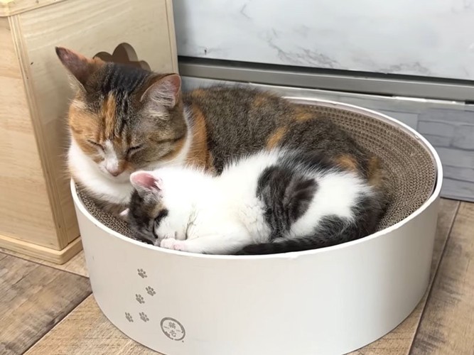 一緒に寝る成猫と子猫