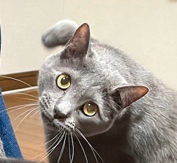 爪とぎをしながら飼い主の方を見つめる猫