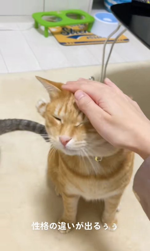 飼い主に撫でられて目を瞑っている茶トラ(両目見えてる)