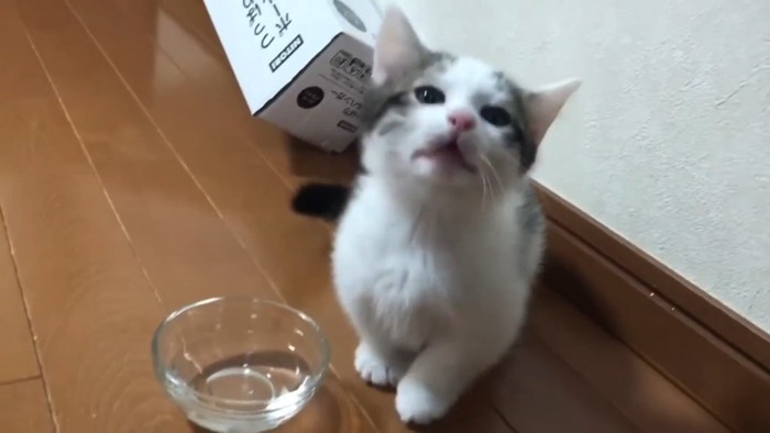 上を向く子猫