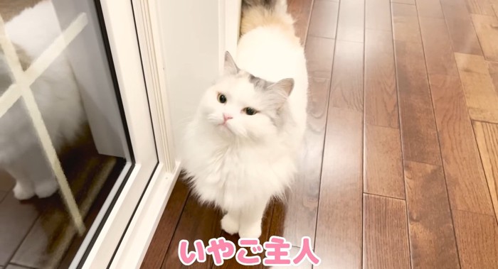 ドアの前の猫