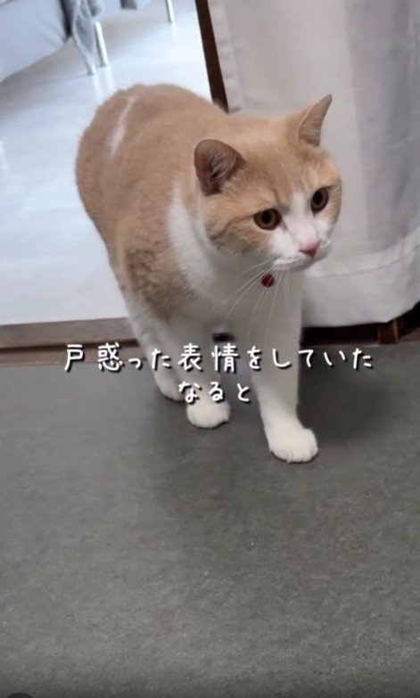 警戒している猫