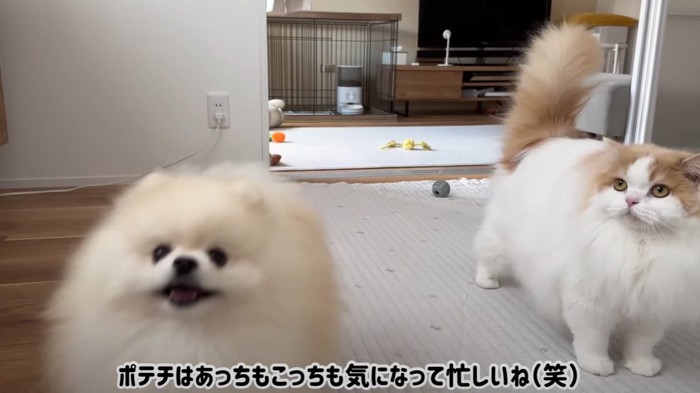 飼い主さんを見上げる犬と猫