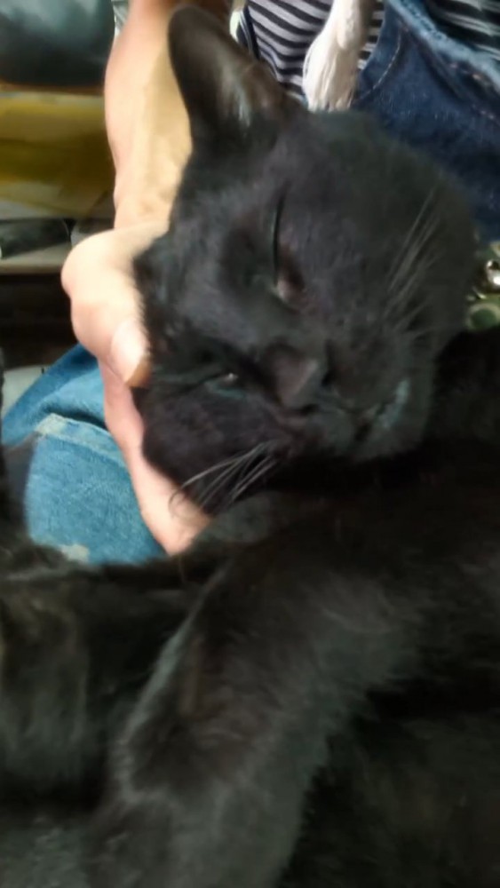 寝ている猫の顔