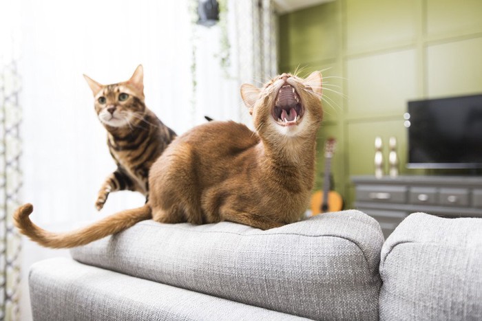 テレビの前であくびする猫