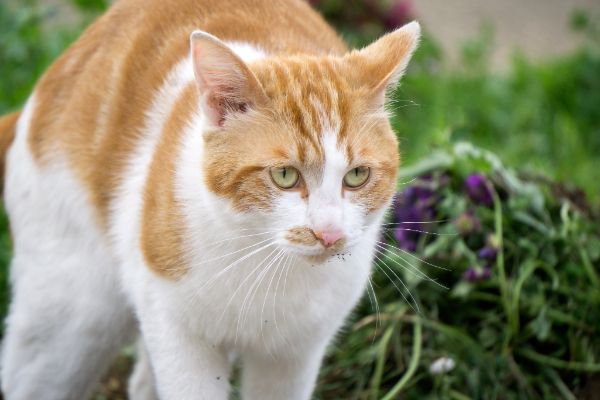 体を大きく見せて何かを見つめる猫