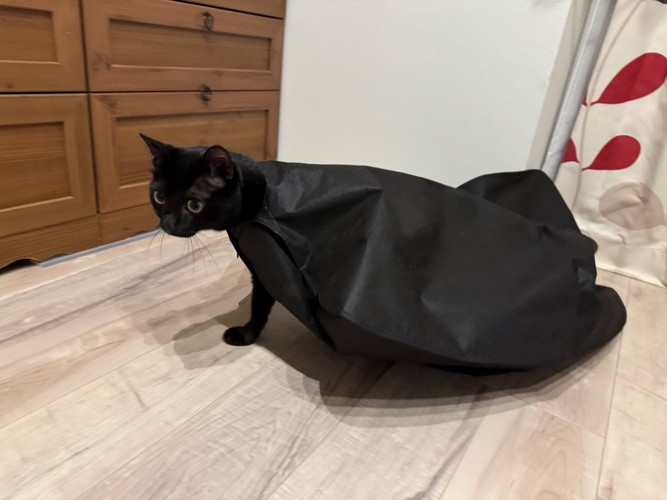 スーツカバーがついたまま歩こうとする黒猫