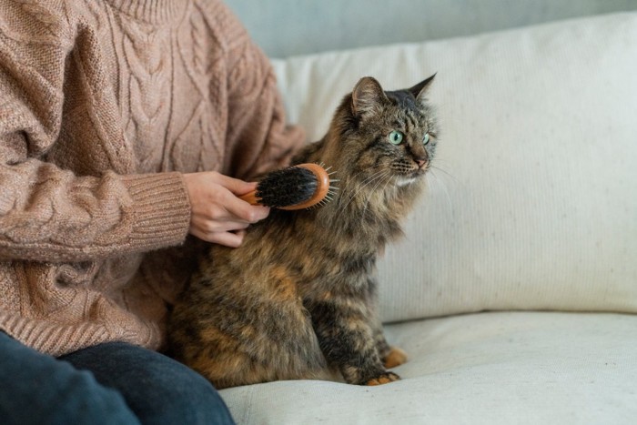 ブラッシングしてもらう猫