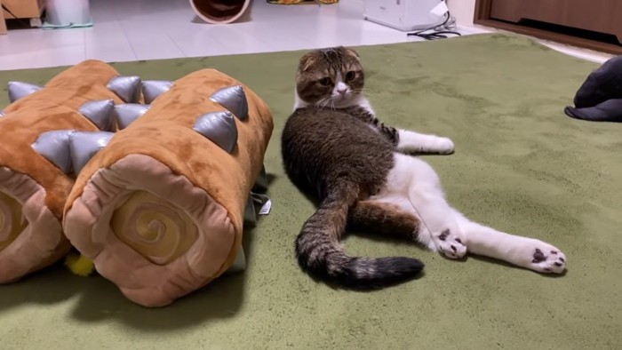 カーペットの上で横になる猫