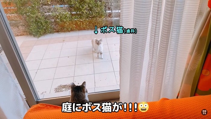 遊びに来た猫