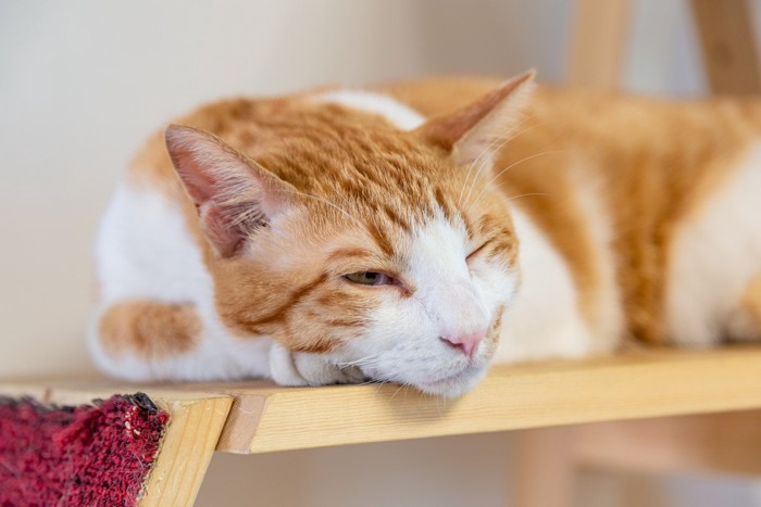 目を開けながら眠る猫