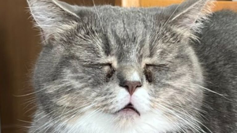 寝ている猫