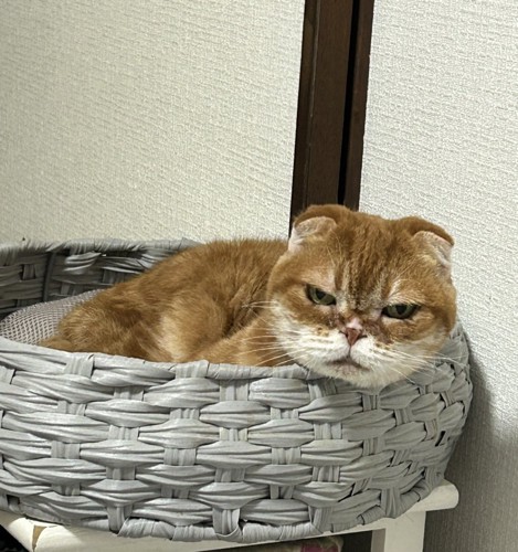 猫用ベッドに入っている猫