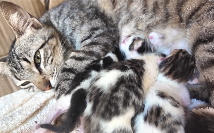 乳を飲む猫