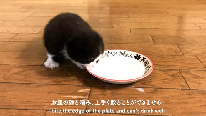 お皿を噛む子猫