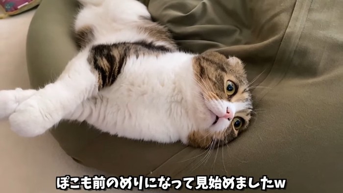 横になっている猫