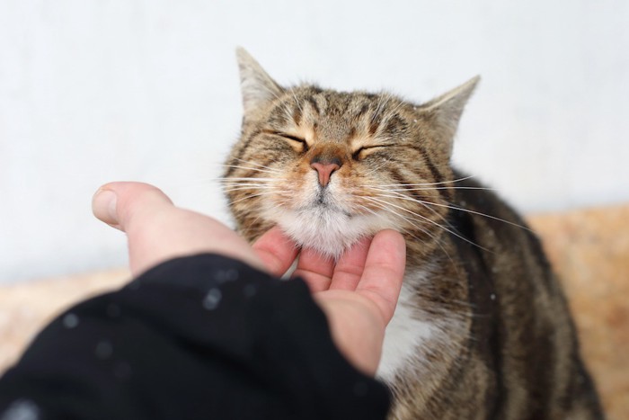 顎を撫でられ気持ち良さそうな猫