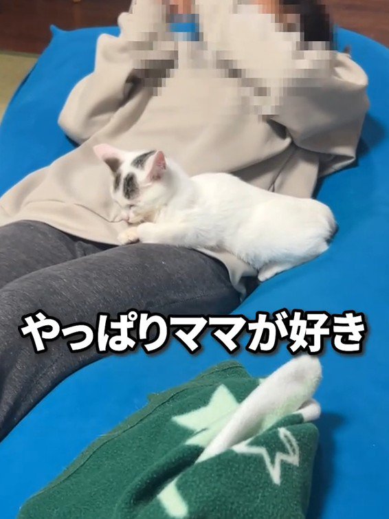 人のお腹に寄りかかる子猫