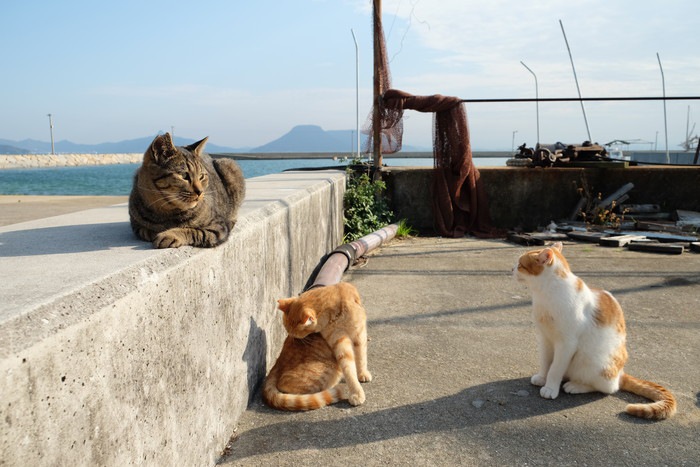 三匹の野良猫