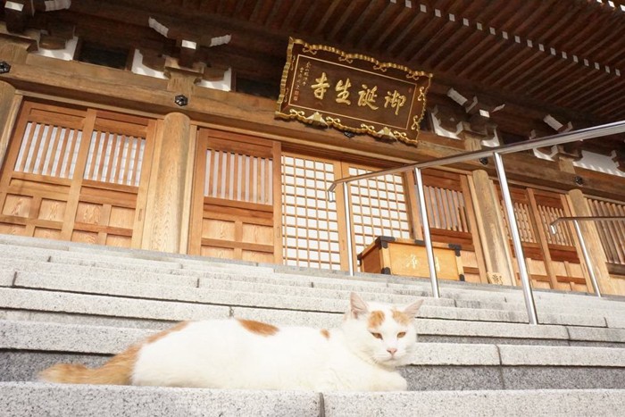 御誕生寺の猫