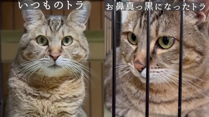 猫ビフォーアフター