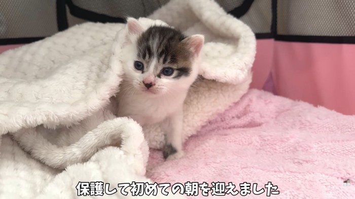 テロップ「保護して初めての~」