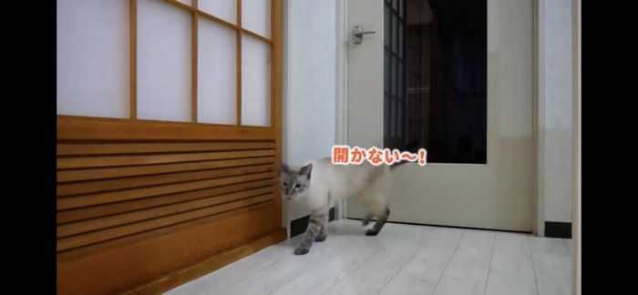 ドアの前から立ち去ろうとする猫