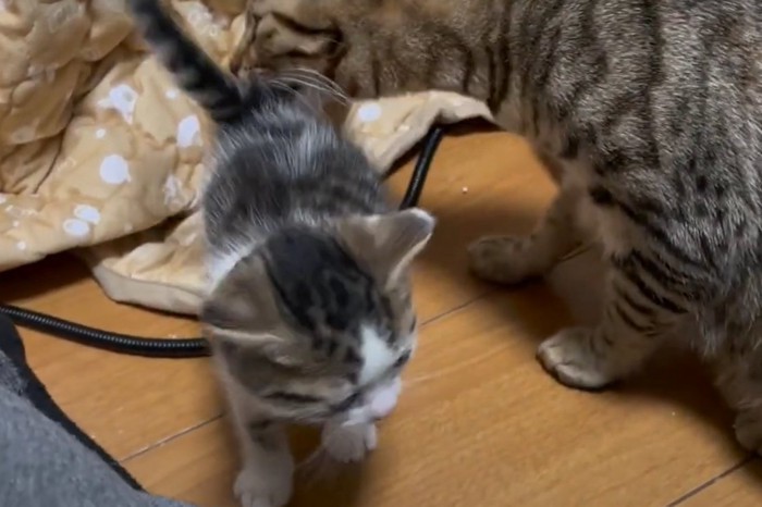 親猫と1匹の子猫