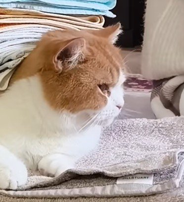 背中に洗濯物を乗せられても落ち着いた表情を浮かべる猫