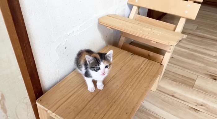 台の上にちょこんと座る三毛さん