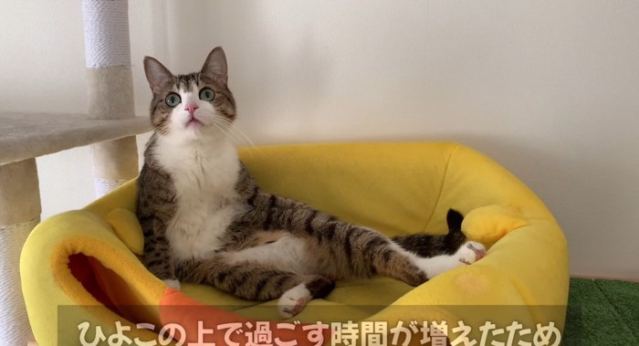 くつろぐ猫