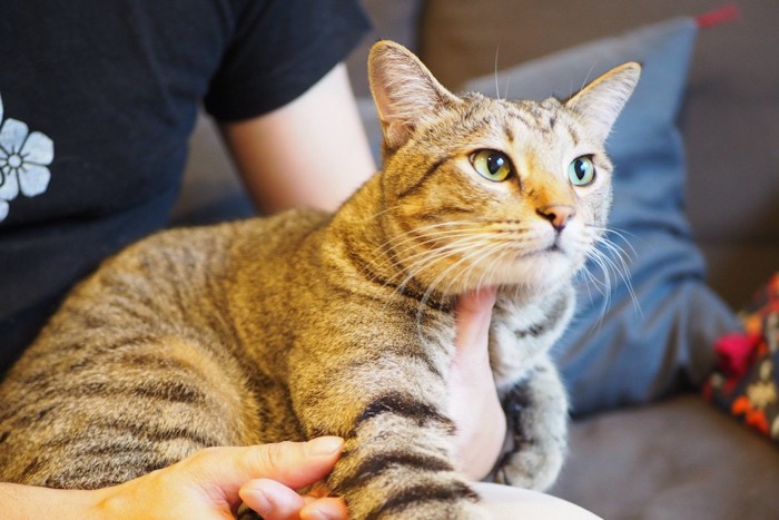 飼い主さんのお出かけを阻止する猫