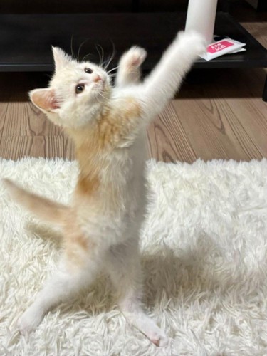 立ち上がる猫