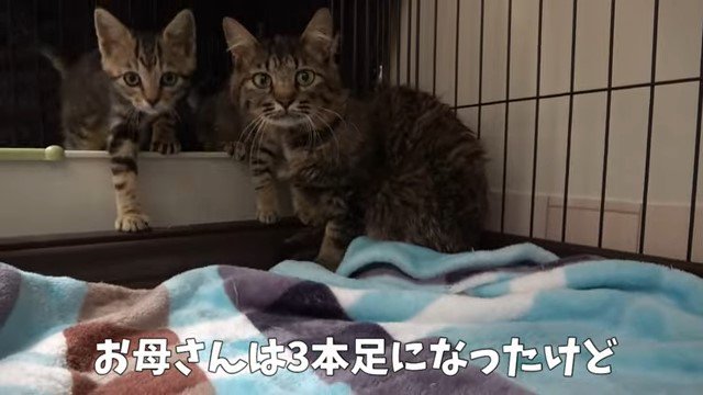 ケージの中の母猫と子猫