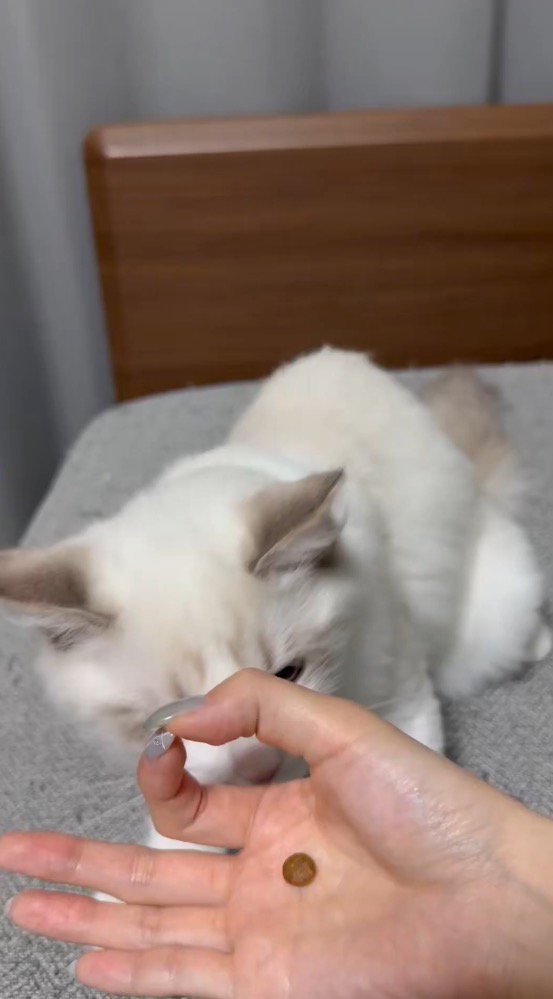 おやつを乗せた手を猫の前に差し出す女性