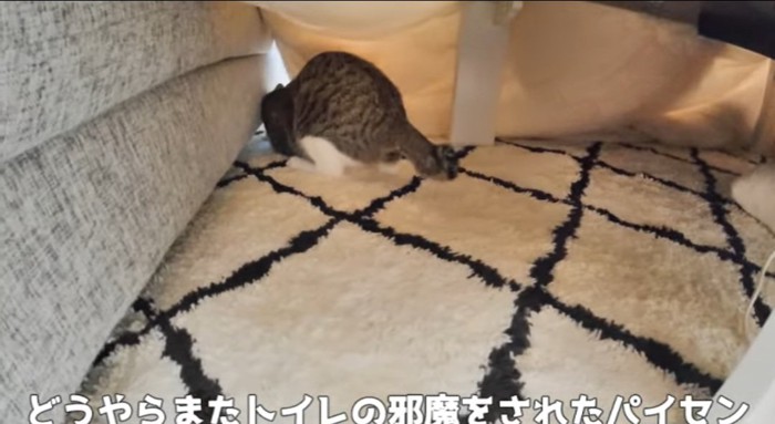 隠れている猫