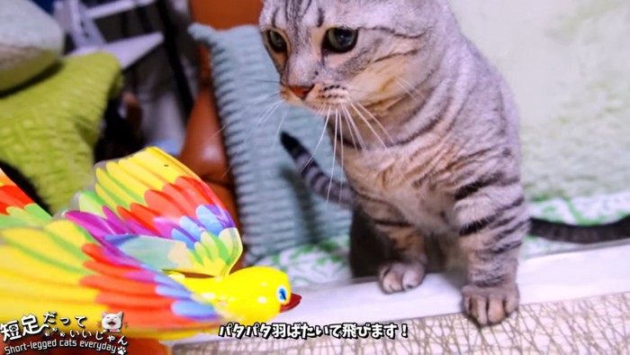 おもちゃを見る猫