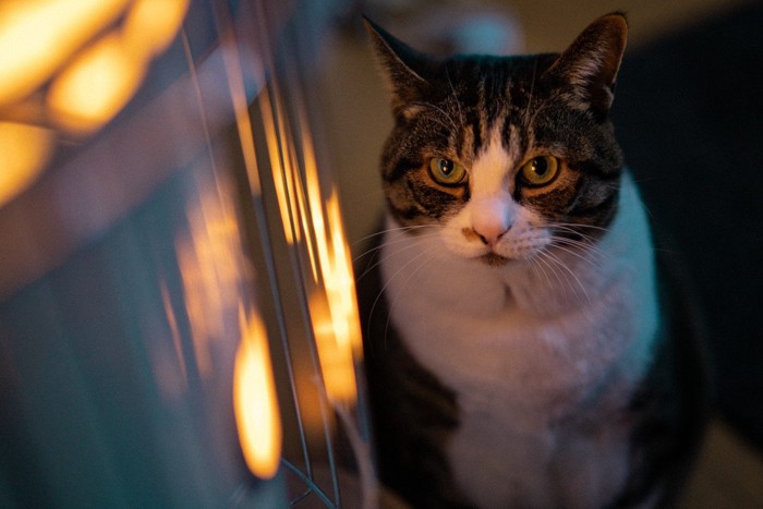 ストーブを見つめる猫