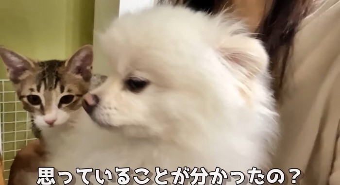 膝の上の猫と犬