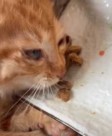 ご飯を食べる猫