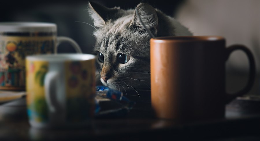 まじまじとグラスを見つめる猫