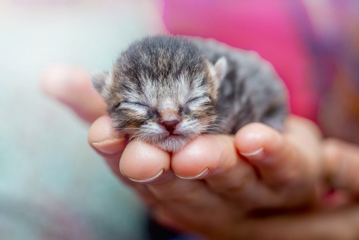 手のひらの上の子猫