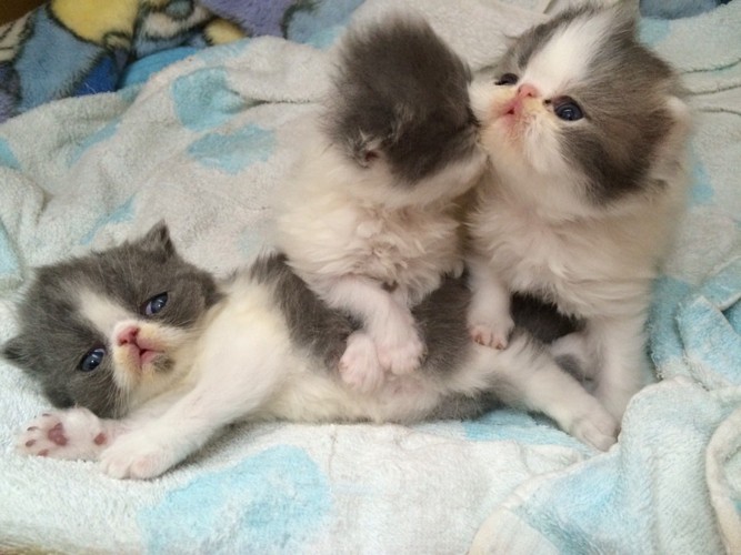 3匹のエキゾチックショートヘア子猫